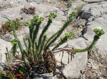 Fotografia da espécie Euphorbia paralias