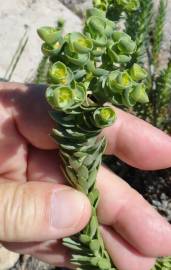 Fotografia da espécie Euphorbia paralias