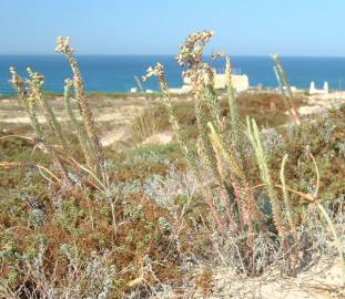 Fotografia da espécie Euphorbia paralias