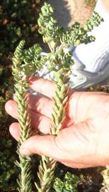 Fotografia da espécie Euphorbia paralias
