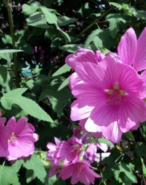 Fotografia 12 da espécie Althaea officinalis no Jardim Botânico UTAD