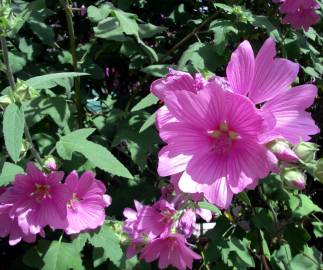 Fotografia da espécie Althaea officinalis