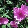 Fotografia 12 da espécie Althaea officinalis do Jardim Botânico UTAD