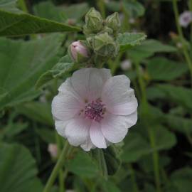 Fotografia da espécie Althaea officinalis