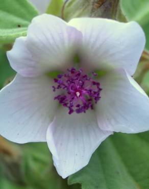 Fotografia 14 da espécie Althaea officinalis no Jardim Botânico UTAD