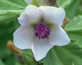 Fotografia da espécie Althaea officinalis