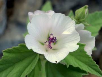 Fotografia da espécie Althaea officinalis