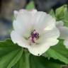 Fotografia 15 da espécie Althaea officinalis do Jardim Botânico UTAD