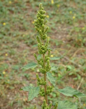 Fotografia 13 da espécie Amaranthus retroflexus no Jardim Botânico UTAD