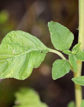 Fotografia 14 da espécie Amaranthus retroflexus no Jardim Botânico UTAD