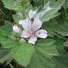 Fotografia 16 da espécie Althaea officinalis do Jardim Botânico UTAD