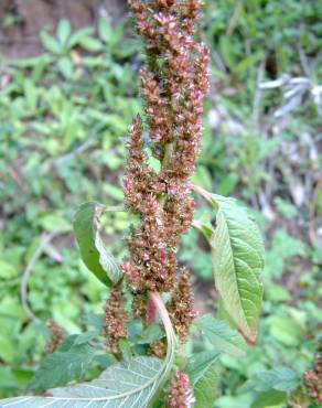 Fotografia 15 da espécie Amaranthus retroflexus no Jardim Botânico UTAD