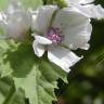 Fotografia 17 da espécie Althaea officinalis do Jardim Botânico UTAD