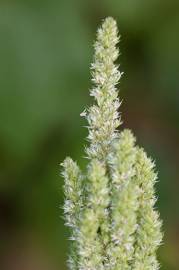 Fotografia da espécie Amaranthus retroflexus