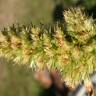 Fotografia 17 da espécie Amaranthus retroflexus do Jardim Botânico UTAD