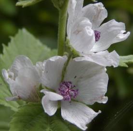 Fotografia da espécie Althaea officinalis