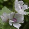 Fotografia 18 da espécie Althaea officinalis do Jardim Botânico UTAD