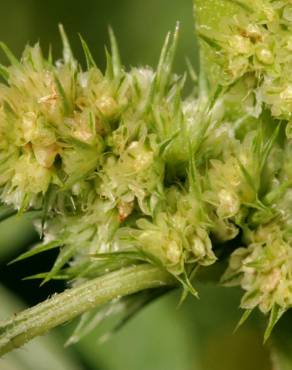 Fotografia 18 da espécie Amaranthus retroflexus no Jardim Botânico UTAD