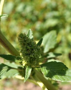 Fotografia 19 da espécie Amaranthus retroflexus no Jardim Botânico UTAD