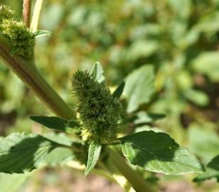 Fotografia da espécie Amaranthus retroflexus