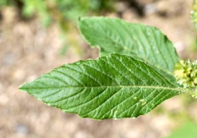 Fotografia da espécie Amaranthus retroflexus