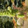 Fotografia 21 da espécie Amaranthus retroflexus do Jardim Botânico UTAD