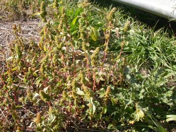 Fotografia da espécie Amaranthus retroflexus