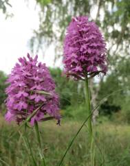 Anacamptis pyramidalis