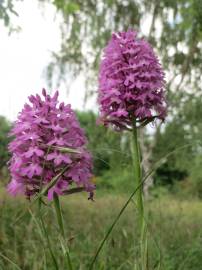 Fotografia da espécie Anacamptis pyramidalis