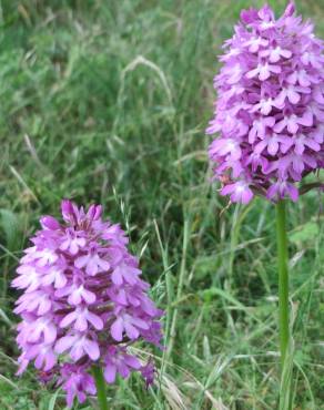 Fotografia 13 da espécie Anacamptis pyramidalis no Jardim Botânico UTAD