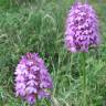 Fotografia 13 da espécie Anacamptis pyramidalis do Jardim Botânico UTAD