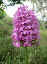 Fotografia da espécie Anacamptis pyramidalis