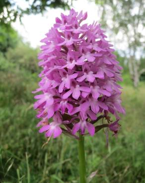 Fotografia 15 da espécie Anacamptis pyramidalis no Jardim Botânico UTAD