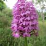 Fotografia 15 da espécie Anacamptis pyramidalis do Jardim Botânico UTAD