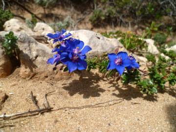 Fotografia da espécie Anagallis monelli