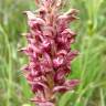 Fotografia 18 da espécie Anacamptis coriophora do Jardim Botânico UTAD