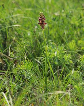 Fotografia 19 da espécie Anacamptis coriophora no Jardim Botânico UTAD