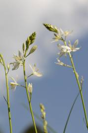 Fotografia da espécie Anthericum liliago