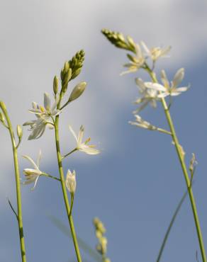 Fotografia 15 da espécie Anthericum liliago no Jardim Botânico UTAD