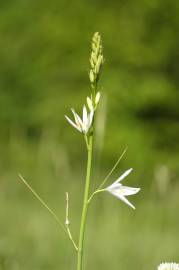 Fotografia da espécie Anthericum liliago