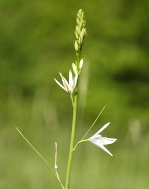 Fotografia 16 da espécie Anthericum liliago no Jardim Botânico UTAD