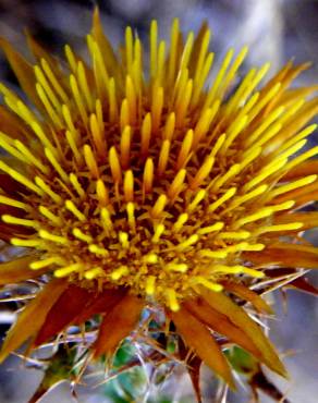 Fotografia 2 da espécie Carlina hispanica no Jardim Botânico UTAD