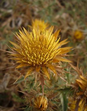 Fotografia 4 da espécie Carlina hispanica no Jardim Botânico UTAD