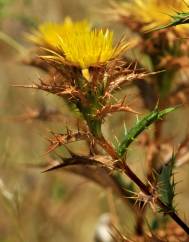 Carlina hispanica