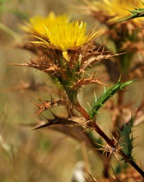 Fotografia 1 da espécie Carlina hispanica no Jardim Botânico UTAD