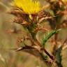 Fotografia 1 da espécie Carlina hispanica do Jardim Botânico UTAD