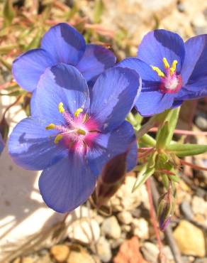 Fotografia 15 da espécie Anagallis monelli no Jardim Botânico UTAD