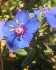 Fotografia da espécie Anagallis monelli