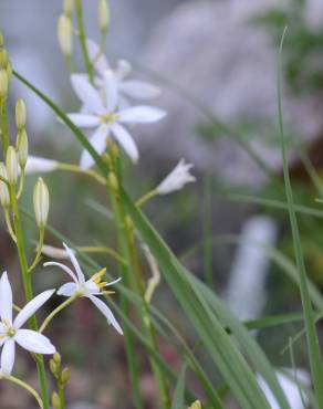 Fotografia 17 da espécie Anthericum liliago no Jardim Botânico UTAD