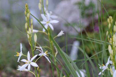 Fotografia da espécie Anthericum liliago